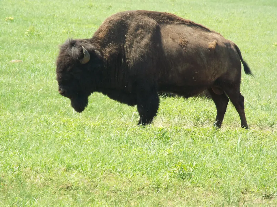 An American bison grazing in the Wichita Mountains Wildlife Refuge